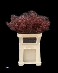 Limonium Bordeaux