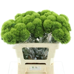 Di Barb Kiwi Mellow 50cm