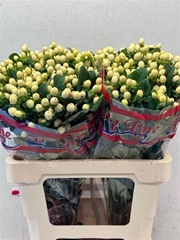 Hyp Brisk Vanilla 60cm