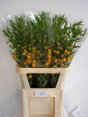 Sandersonia 90cm
