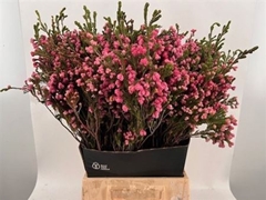 Erica Ov 50cm