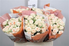 R Tr Rosanella 60cm 65+