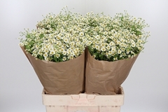 Tana Pa Single Vegmo 65cm 23
