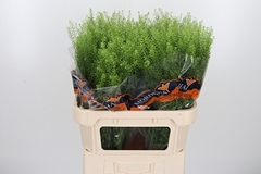 Thlaspi Green Bell 80cm 24gram