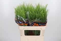 Thlaspi Green Bell 80cm 24gram