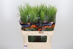 Thlaspi Green Bell 80cm 24gram
