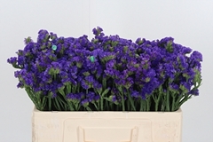 Lim S Cryst Dark Blu 50cm