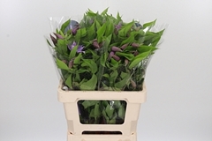 Clematis Amazing London 60cm 4