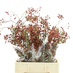 Rosa Corallo 60cm