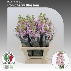 Matth Iron Cherry Bl 65cm 23