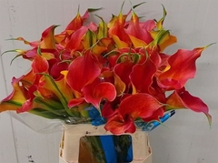 Zanted Sunset Passion 60cm