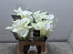 Zant White Mambo 55cm