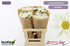Leuc S Harmony 60cm