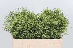 Lim Sin China Lemon 50cm 10gram