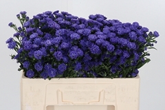 Ast Astee Dark Milka 50cm 15gram