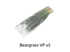 Xerophyl Beargras Bs 60cm