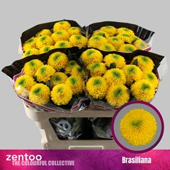Chr G Brasiliana 70cm 85gram