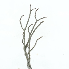 Decor Groen Other 90cm
