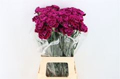 Di St Nob Violet 70cm 23
