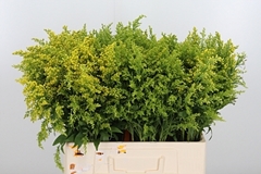 Soli Sunny Glory 60cm