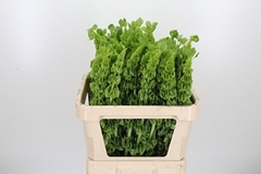 Moluccella Piece 80cm