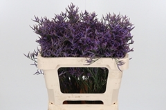 Lim Saf Dark Blue 50cm 15gram