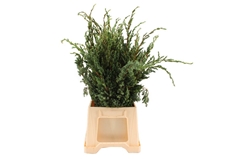 Juni Ch Blaauw Bs 50cm