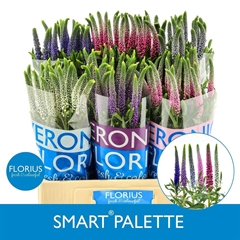 Veron Smart Pal Gem 6kl