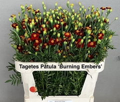Tag Other 75cm