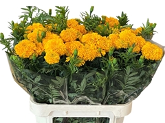 Tage Coco Gold 80cm