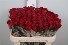 R Gr Ever Red 70cm