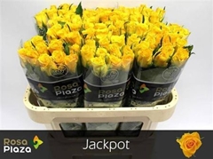R Kl Jackpot+ 70cm 23