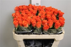R Gr Patz 70cm