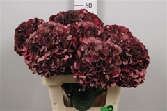 Hydr M Mag D Ruby Cl 60cm 17cm Ø
