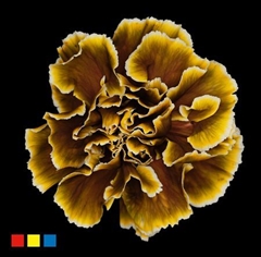 Dianthus St Toffee