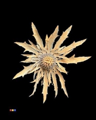 Eryngium Apricot