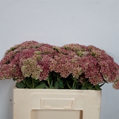 Sedum Spectabile Blo 50cm