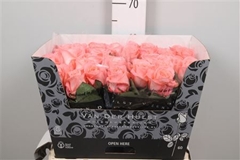 R Gr Liesbeth 60cm