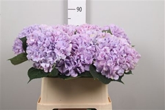 Hydr M Royal Benefit 80cm 23cm Ø