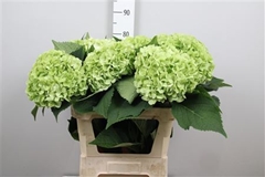 Hydr M Cannonball Cl 80cm 24cm Ø