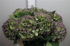 Hydr M Verena Bl Cl 80cm 24cm Ø