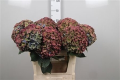Hydr M Roy Anasta Cl 80cm 22cm Ø