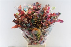 Eucalyp Klb Bs H% 70cm 200gram