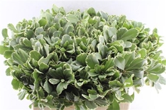 Pittosporum Ilan 60cm