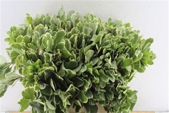 Pittosporum Ilan 45cm