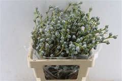 Euc Ov Bloem P Bs 55cm 250gram