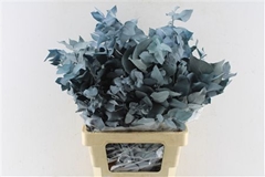 Eucalyp Klb Bs H% 70cm 200gram