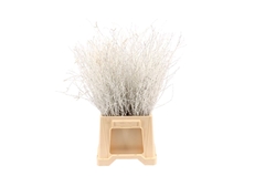 Betula Bs Klb H% 60cm