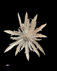 Eryngium Champagne