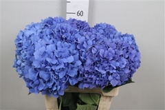 Hydr Macr Pimpernel 60cm 18cm Ø